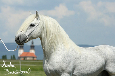 Fellsk pony Stezov erven 2008