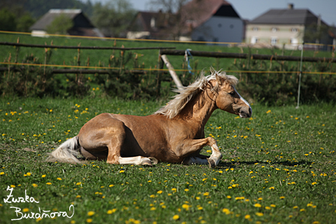 Hebec Bohemian Freyr