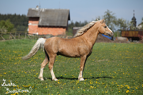 Hebec Bohemian Freyr