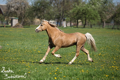 Hebec Bohemian Freyr