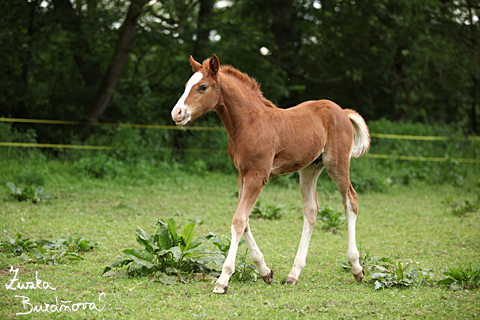 Alpinhorse Great Ginger