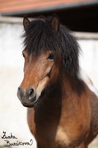 Shetlandsk pony