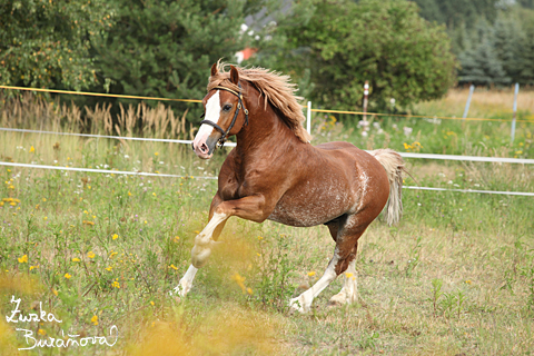 Hebec Swalesmoor Tango