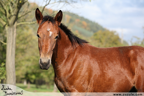 Kobylka Star Shine