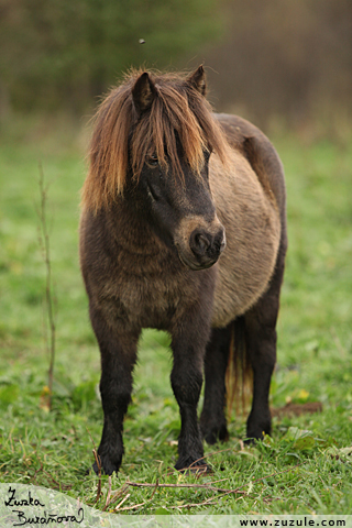 Pony Rachel