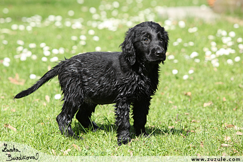 Flat Coated retriever