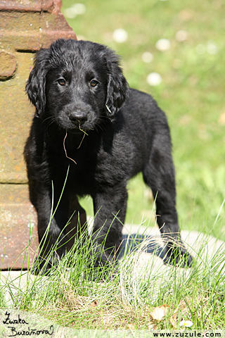 Flat Coated retriever