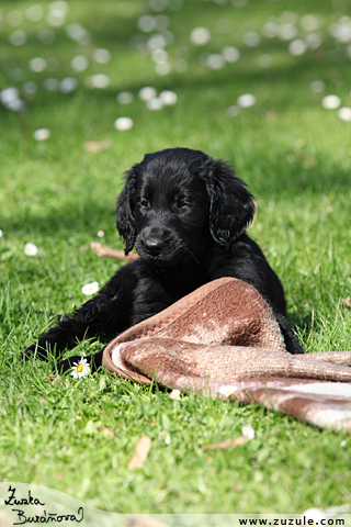 Flat Coated retriever