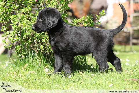 Flat Coated retriever