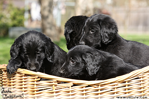 Flat Coated retriever