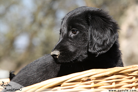 Flat Coated retriever