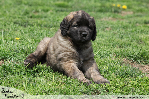 Leonberger