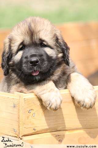 Leonberger