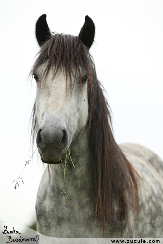 Fell pony