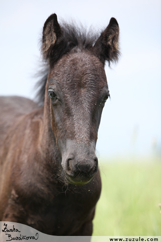 Fell pony