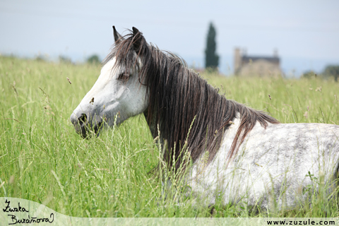 Fell pony