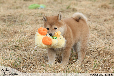 Shiba inu