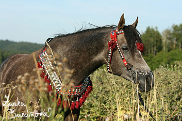 Hebec Nadzih