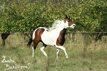 Hebec SK WAR LEO JAC